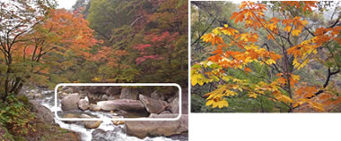 111106羅漢寺山・昇仙峡