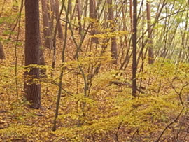 111106羅漢寺山・昇仙峡