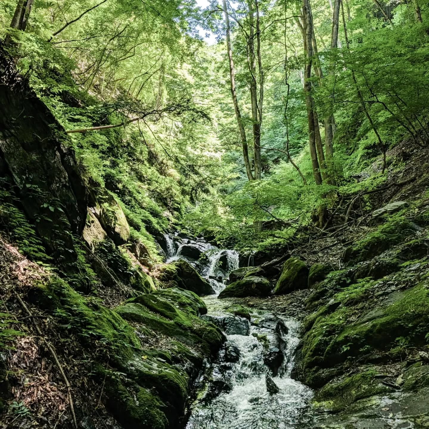 【スタッフレポ】坊主谷へ沢登り