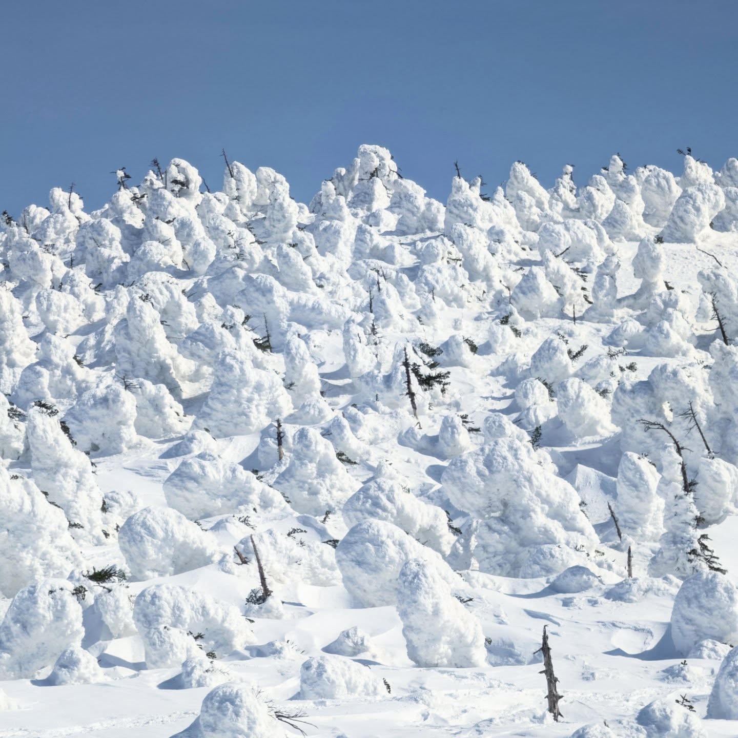 【スタッフレポ】西吾妻山でバックカントリー