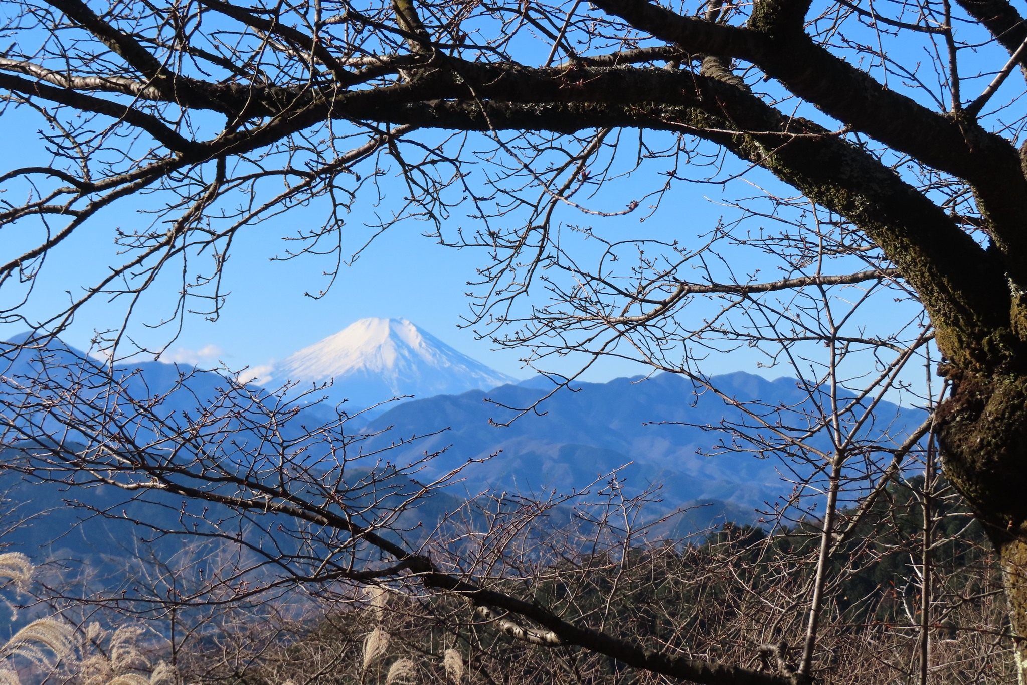 先日高尾山に行ってきました。